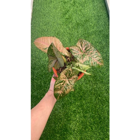 syngonium pink flecked