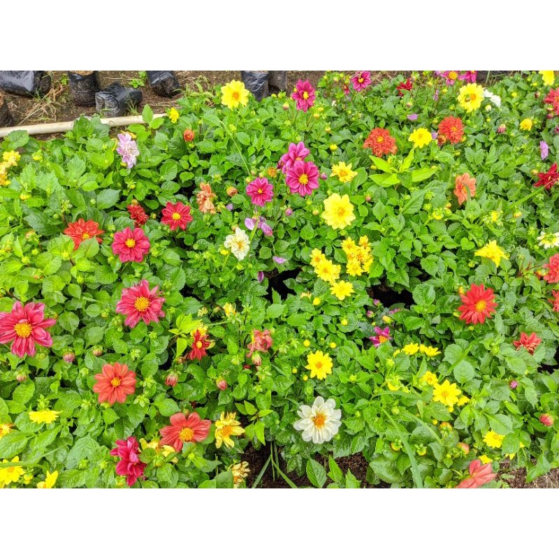 Tanaman bunga dahlia bisa pilih warna