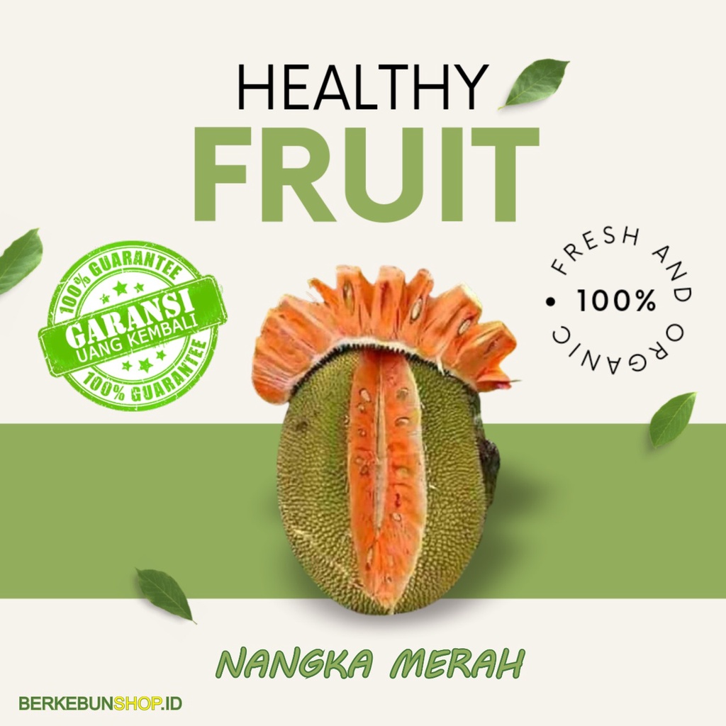 Bibit Nangka Madu Merah Super Manis Super original bisa berbuah dalam pot Super Jumbo Cepat Berbuah 