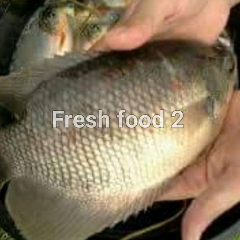 

Freshfood -Ikan Gurame Hidup Fresh dan Segar 1 Kg