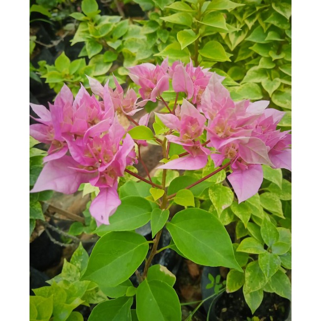 Bougenville Bunga Tumpuk Pink / Hawai Pink
