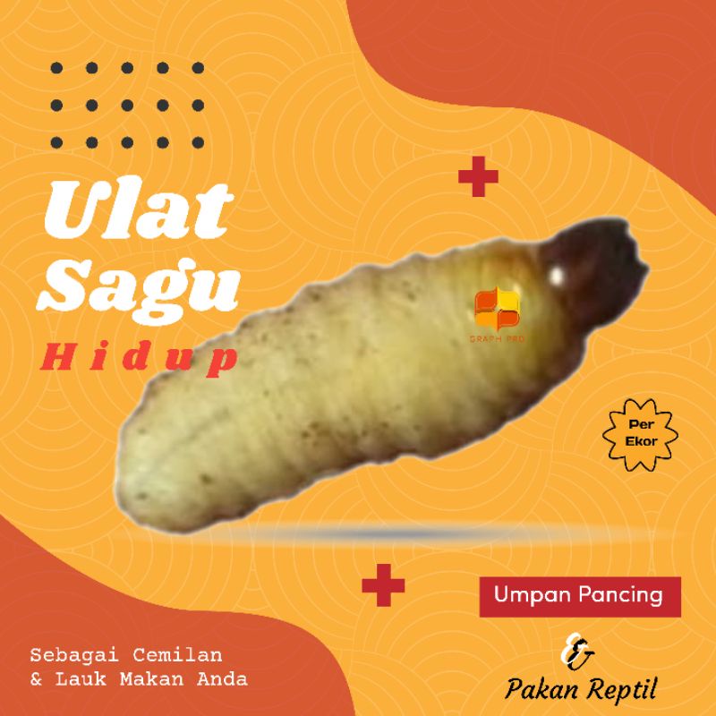 Ulat Sagu / Larva Rhychophorus  Ferrugineus