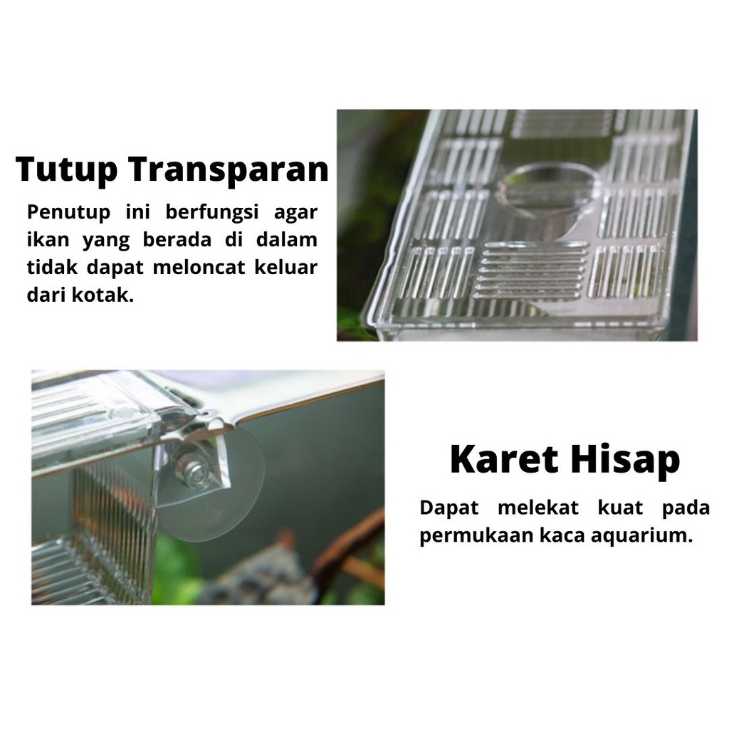 ORIGINAL Kotak Pemisah Karantina Ikan Cupang Guppy Molly Breeding Box