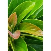 

Daun alpukat segar,(anda pesan baru kami petikkan),Obat herbal,obat tradisional