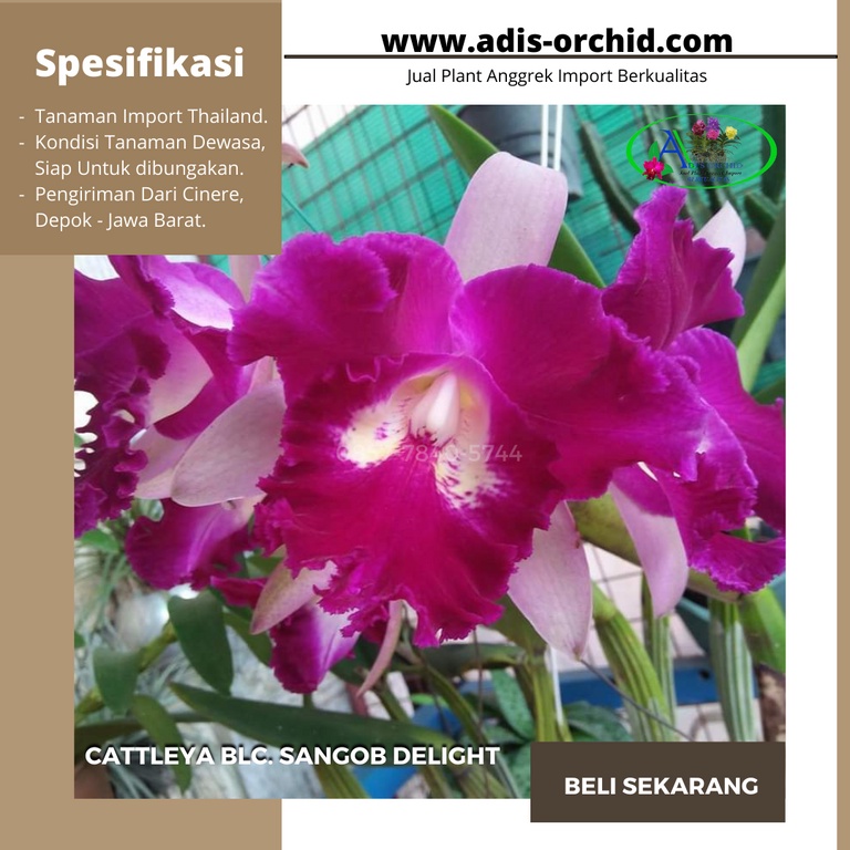 Anggrek Cattleya Blc. Sangob Delight
