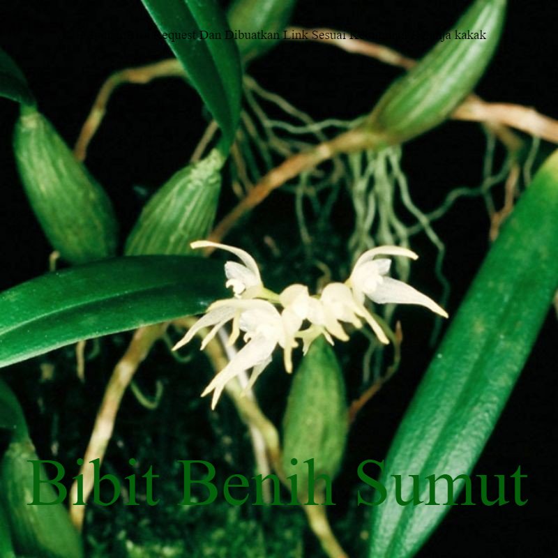 Tanaman Hidup Hias Anggrek Bulbophyllumsulcatum Anggrek Hutan Sumatera Anggrek Batang Hijau Bila ingin order banyak bisa kami buatkan link khusus ya kak