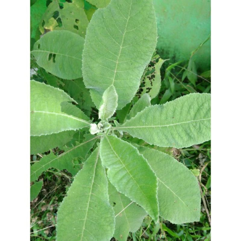 

herbal daun sambung segar langsung petik 200gram