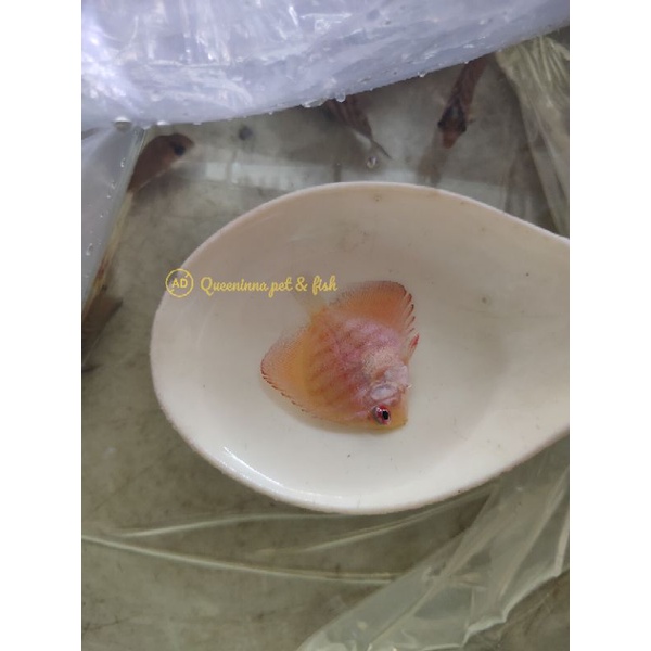 discus all collours / ikan discus semua warna 3 - 5 cm termurah