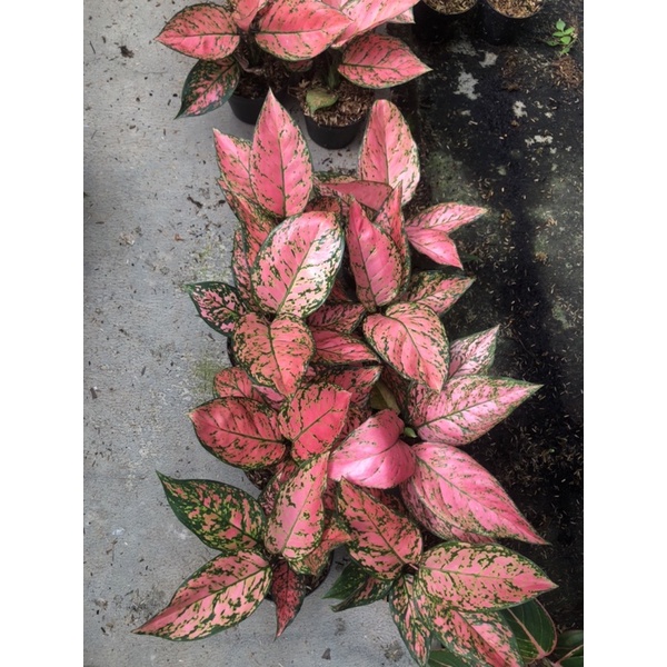 Aglaonema lady valentine