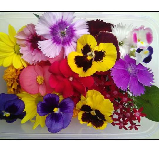 

Trx2y2Xm--MURAH MERIAH MIX EDIBLE FLOWER - 24PCS