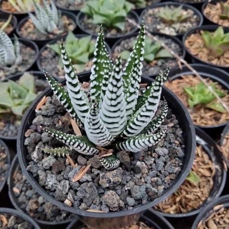 haworthia zebra
