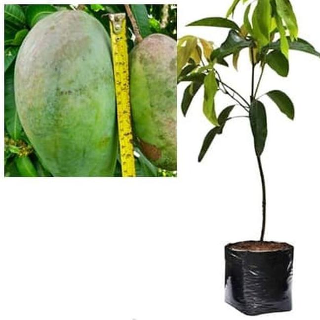 Gebyar promo--Bibit Mangga Kiojay Pohon Mangga Bibit Buah Mangga Kiojay Jumbo