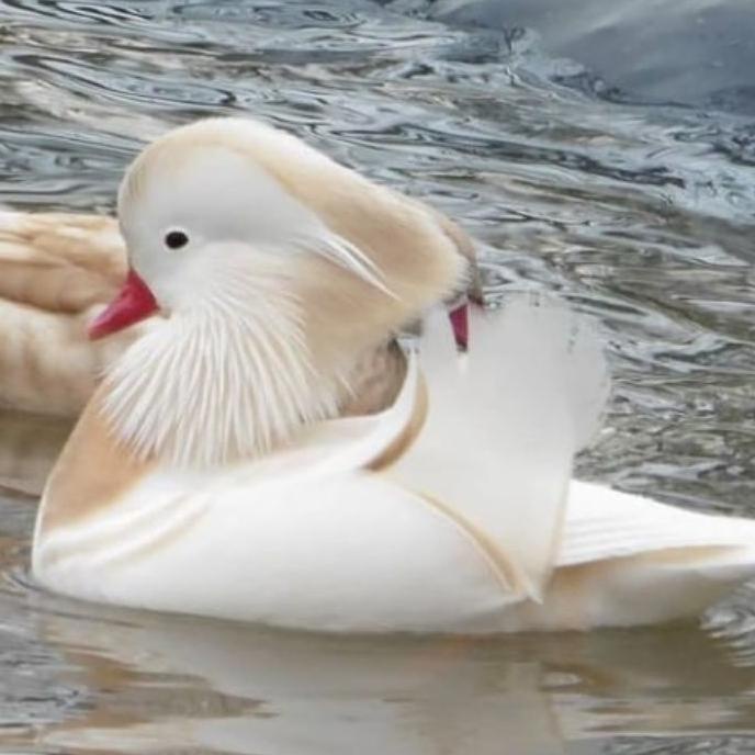 

Grosiran Murah telur bebek hias Mandarin putih cantik 