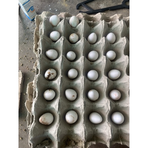 

telur bob whait american ori