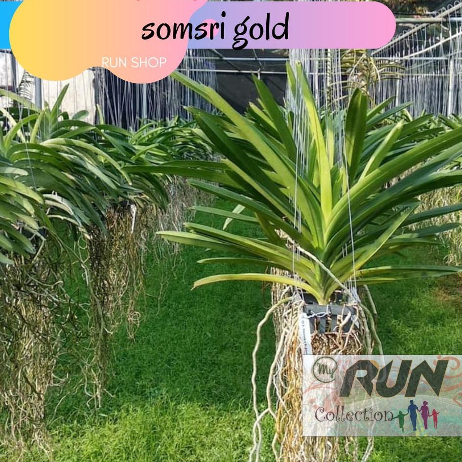 se⋆Kirim Langsung✤➠ Anggrek Vanda Dewasa Siap Bunga Dan Pasca Bunga 80 ➠