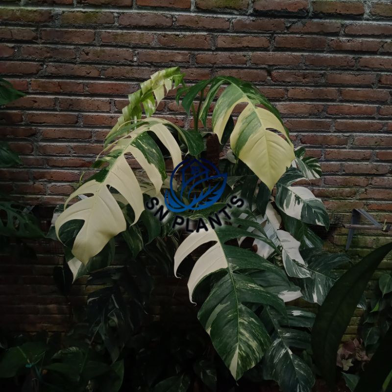 monstera epipremnum pinantum varigata putih.