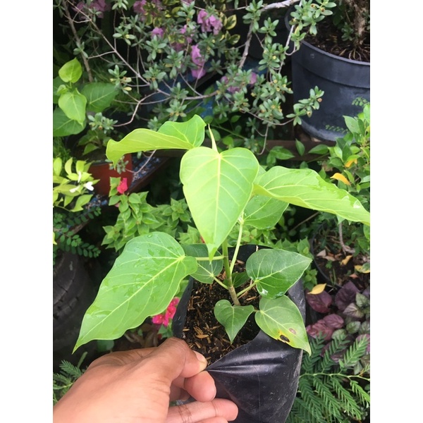 TERBARU FICUS RUMPHII BIBIT BONSAI FICUS RUMPHII POHON ANCAK SEMAI BIJI RUMPI