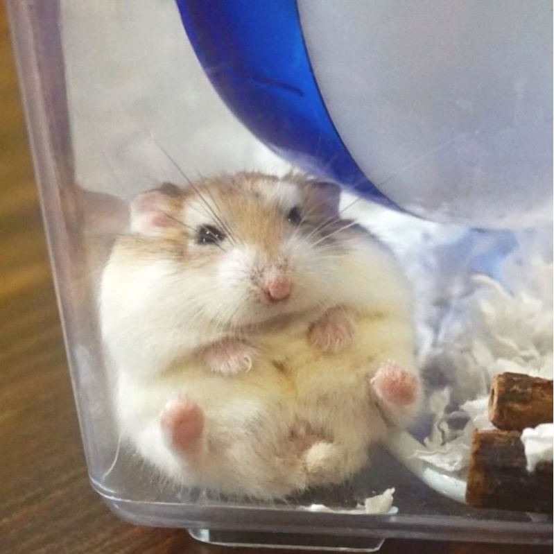 SEMUA JENIS (Kirim sejawa barat)Bisa COD