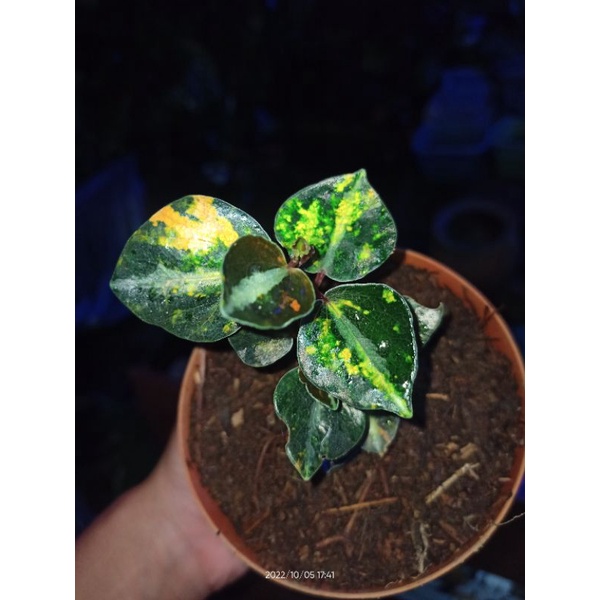 Peperomia metallica variegata