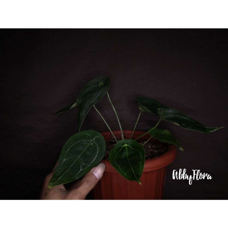 Anthurium forgetii original