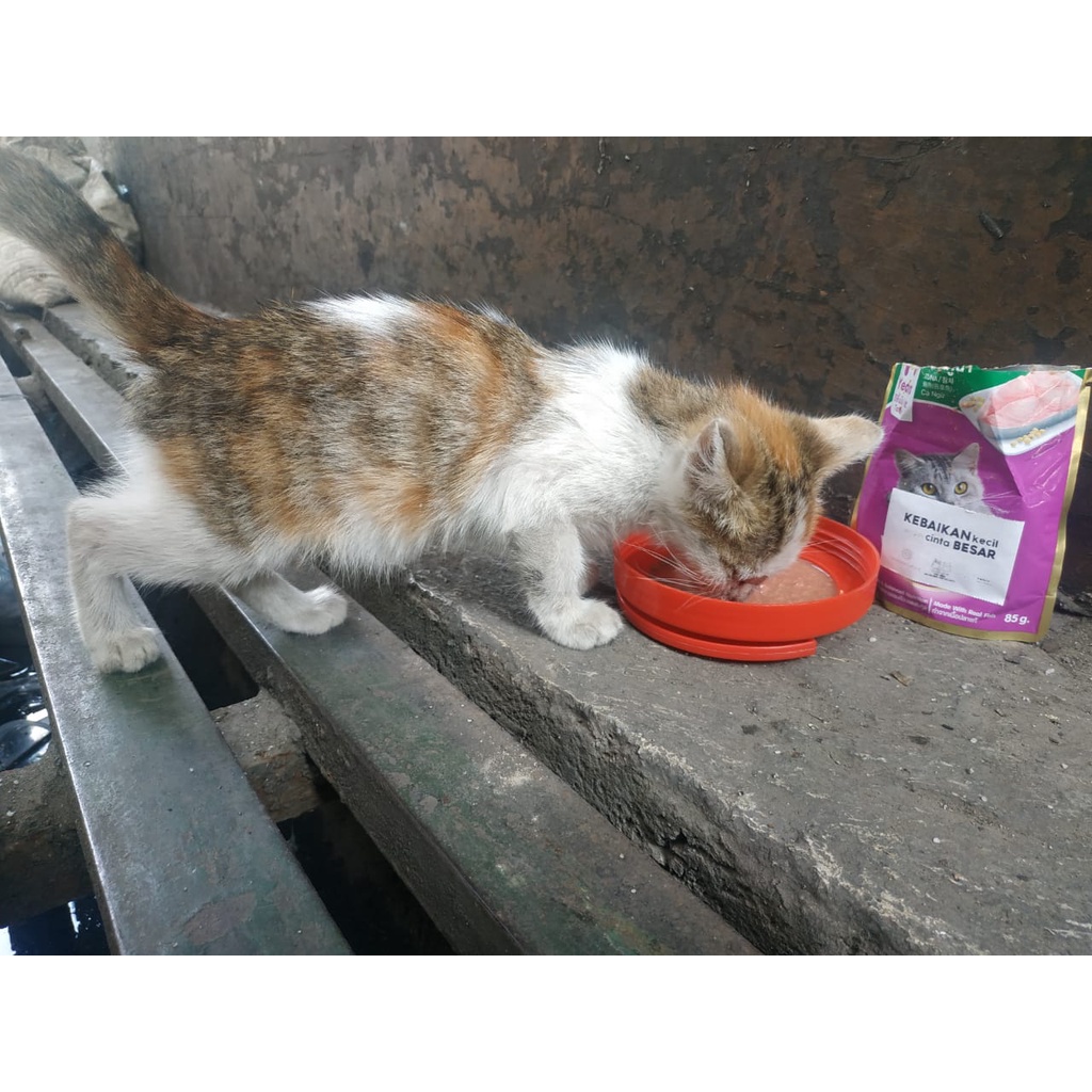 Sedekah pakan kucing jalanan/liar/kampung-2