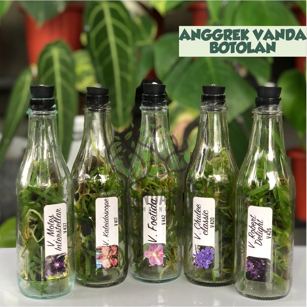 Benih Bibit Anggrek Vanda Dalam Botol Siap Tanam