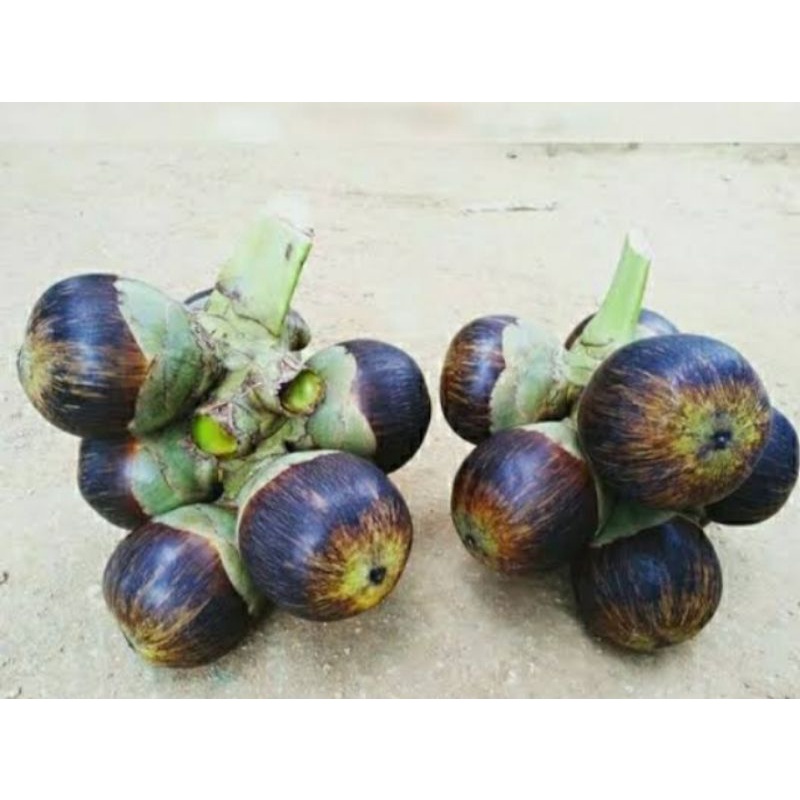 

buah lontar / siwalan