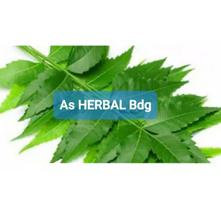 

Real Promotion--Daun mimba segar 500 gram petik langsung