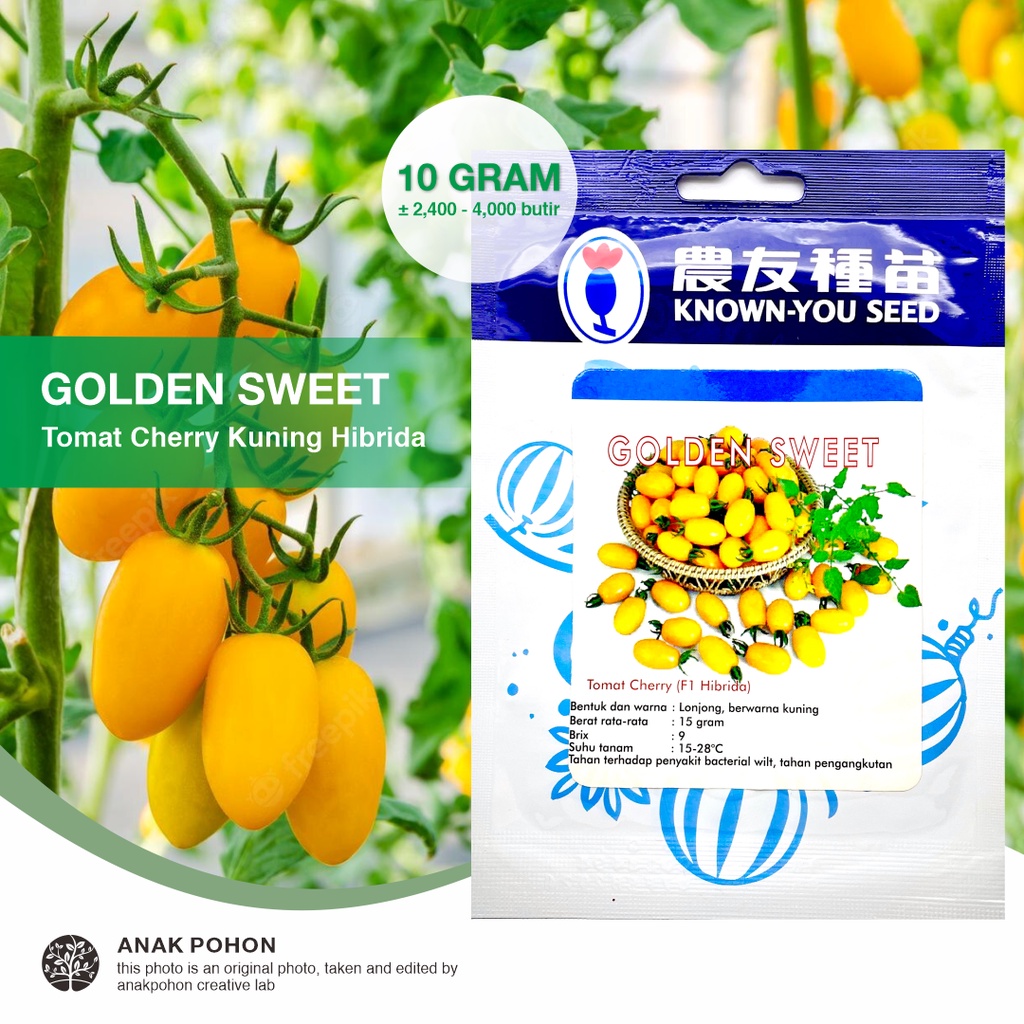 (1 PACK) Benih Tomat Ceri Kuning Mini GOLDEN SWEET Hibrida F1 Yellow Cherry Tomato Seeds - Known You Seed KYS - 10 GRAM