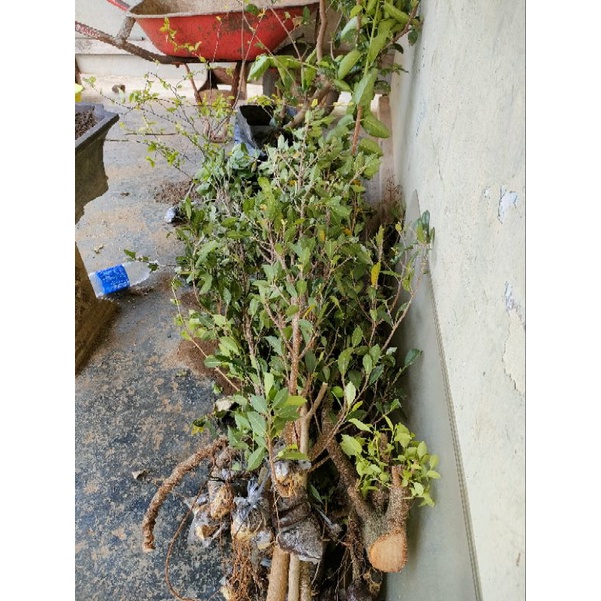 Bahan Bonsai Kimeng Cangkokan