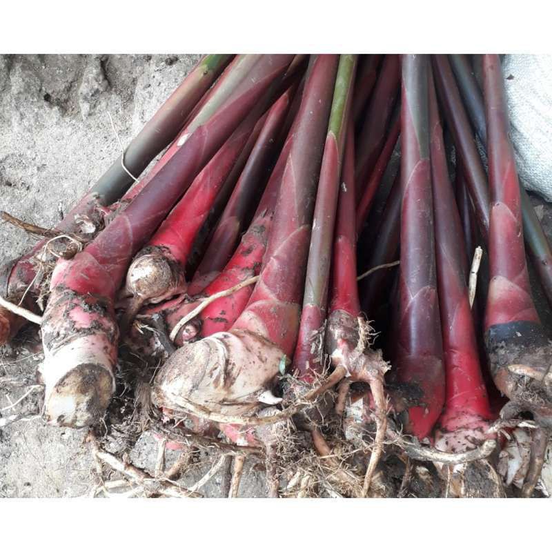 bibit kecombrang merah