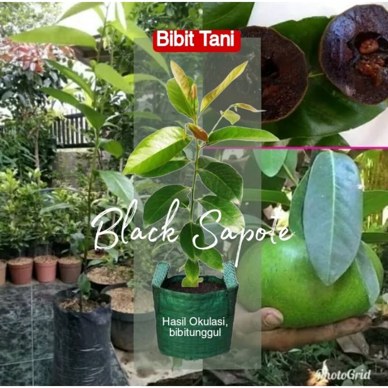 Bibit Black Sapote Jumbo / Sawo Mexico ( Sawo Hitam ) COD