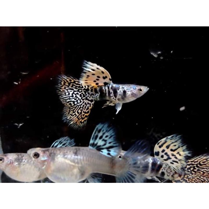 Yellow tiger king cobra ( YTKC )