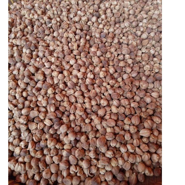 

Silahkan Beli--Kapulaga / Kapolaga / Kapol Jawa