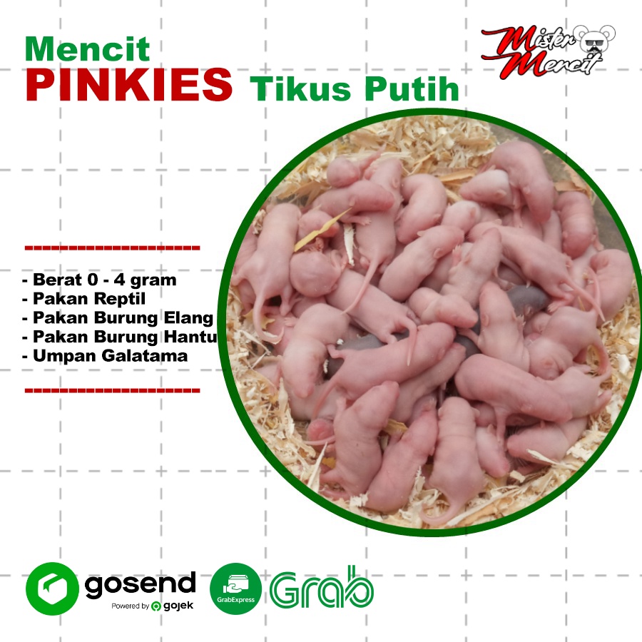 Tikus Putih Mencit Pinkies