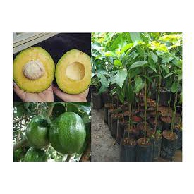 Bibit Tanaman Alpukat Kendil Pohon Alpukat Kendil
