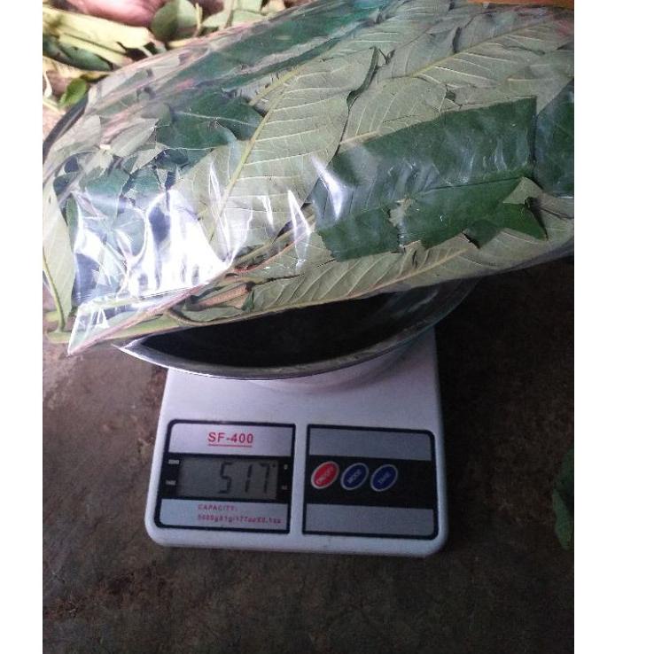 

jrzm DAUN SUNGKAI 500 gram herbal covid 19 harga pendemi ❣ 55