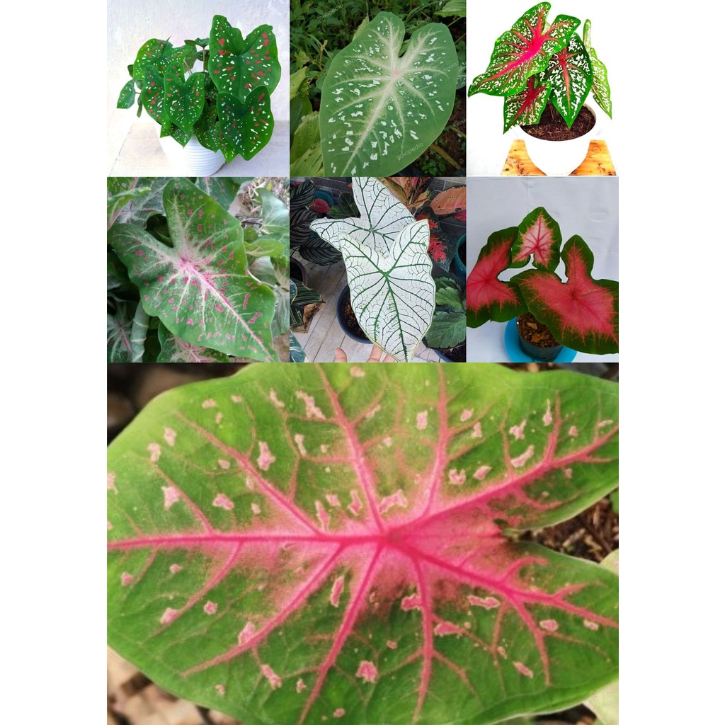 paket 7 jenis tanaman hias keladi