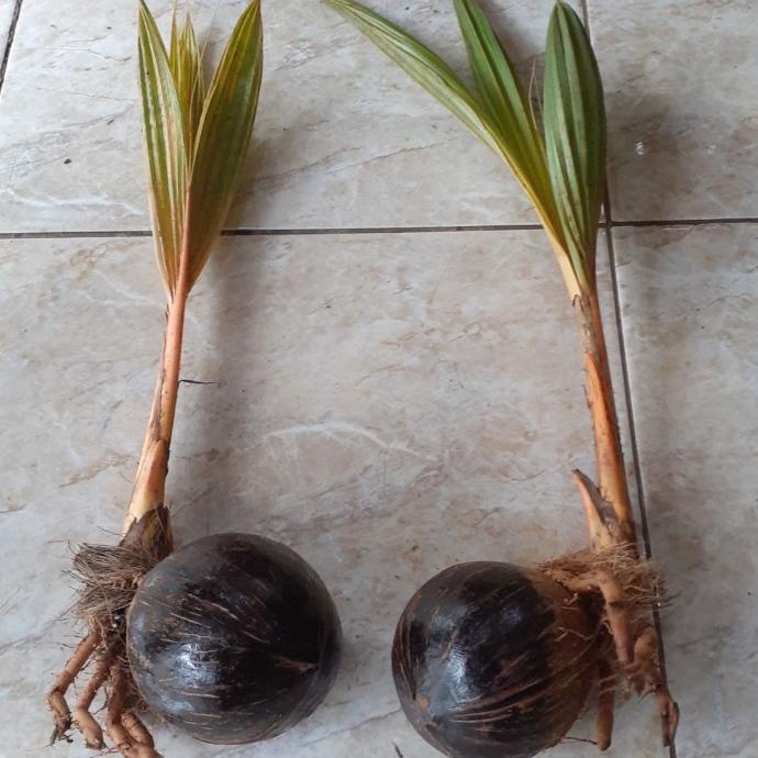 bonsai kelapa bibit gading orange