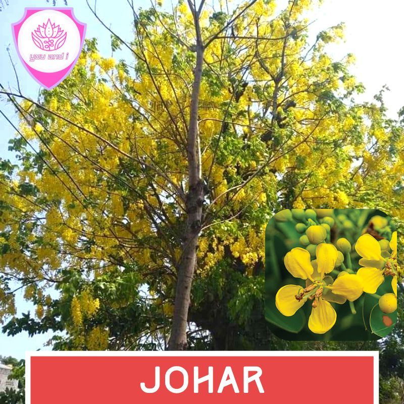 Jual Benih Johar Bibit Biji Pohon Juwar Cassia Seamea Shopee Indonesia