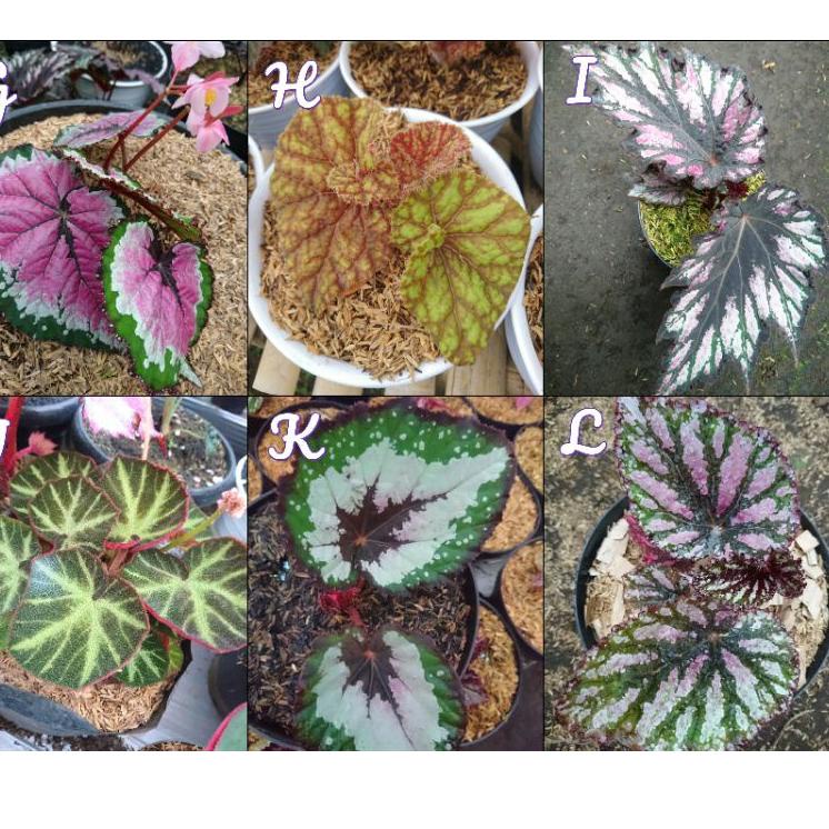 Pasti Laku--bunga begonia(pesan minimal 4 jenis gratis 1 begonia random)