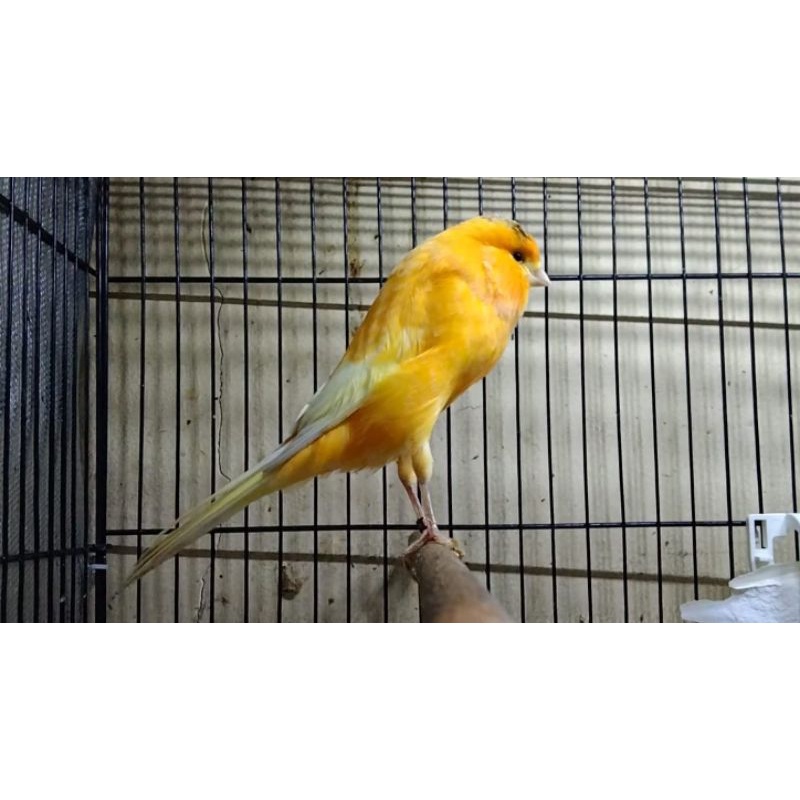 KENARI YORKSHIRE BETINA (05)