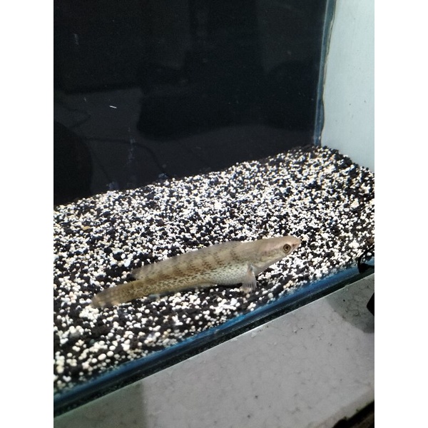 

ikan channa