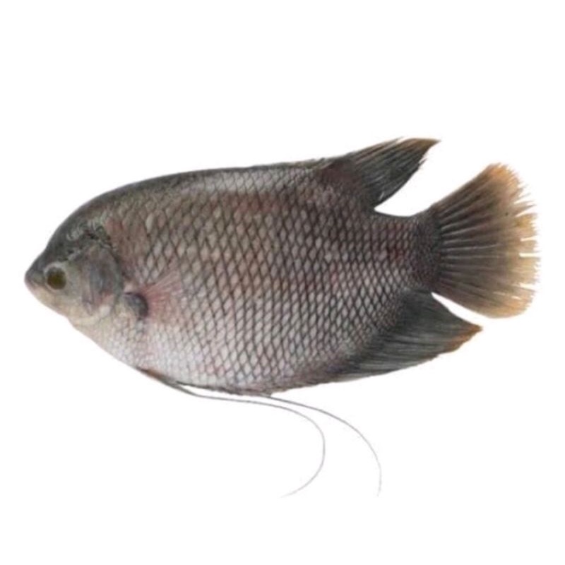 

ikan gurame segar 1kg