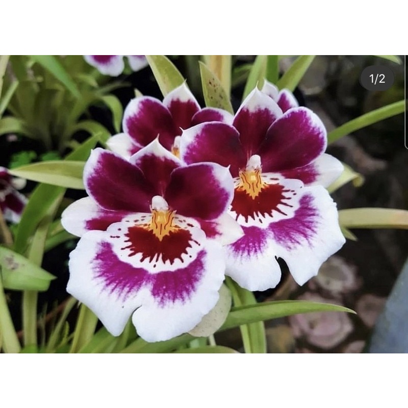 Tanaman hias anggrek cimbidium// MILTONIA