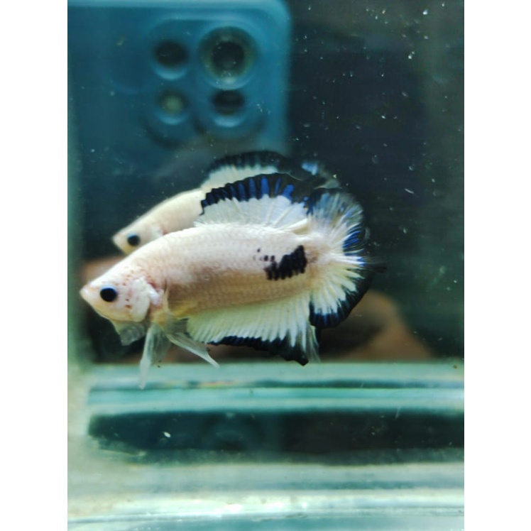 CUPANG PKDT/DTPK BLUE RIM 100% REALPICT (10DTBR1)