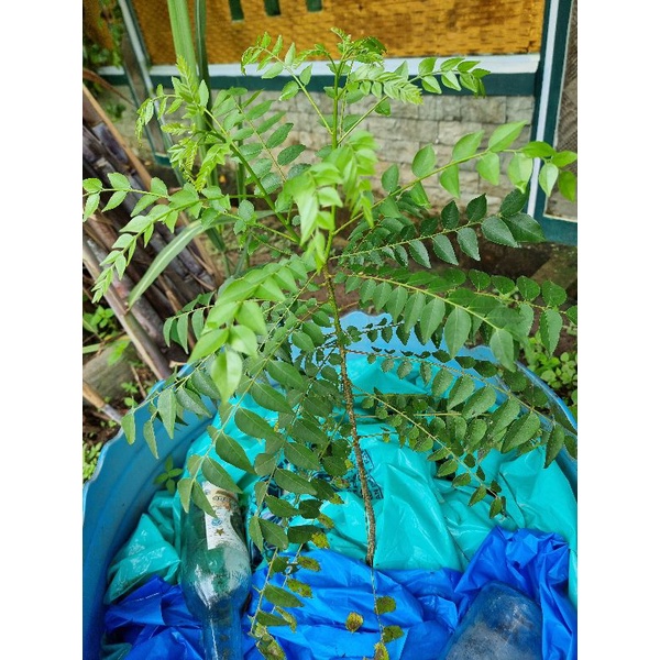 

Daun Kari Segar 13 Tangkai (bukan bibit)
