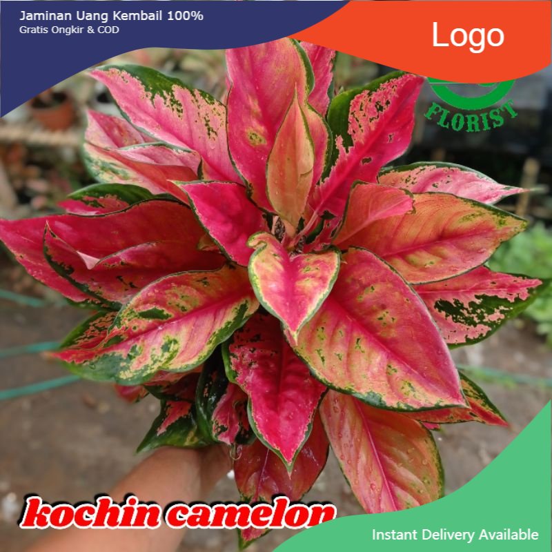 Aglonema kocin camelon indukan aglonema red kocin tanaman hias aglonema tanaman aglonema