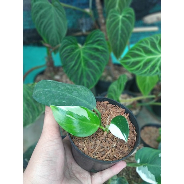 Philo white wizard variegata (real pict)
