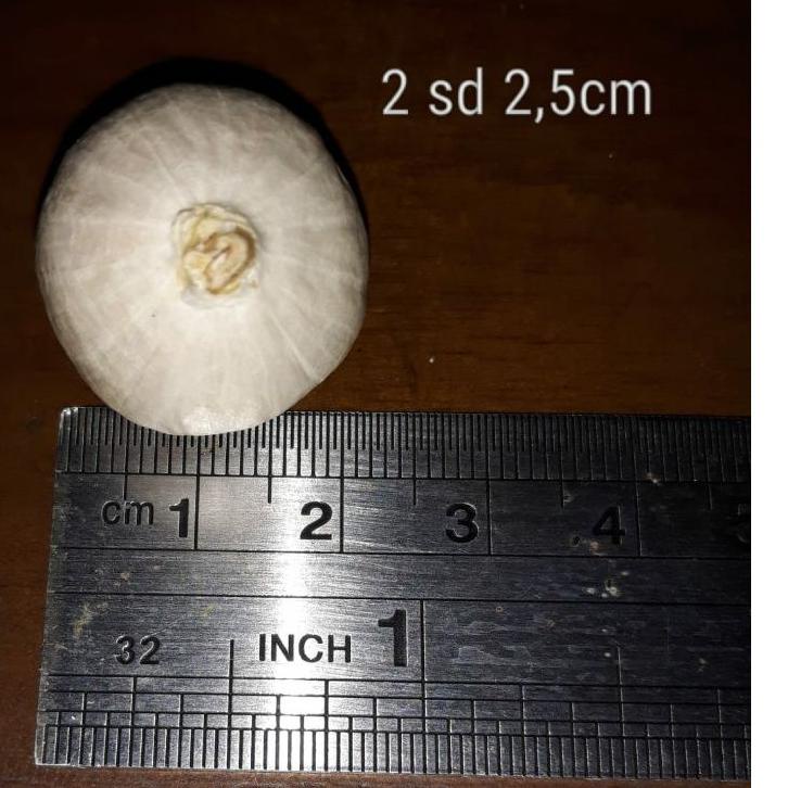 

IDs9S3e--Bawang tunggal putih 1kg